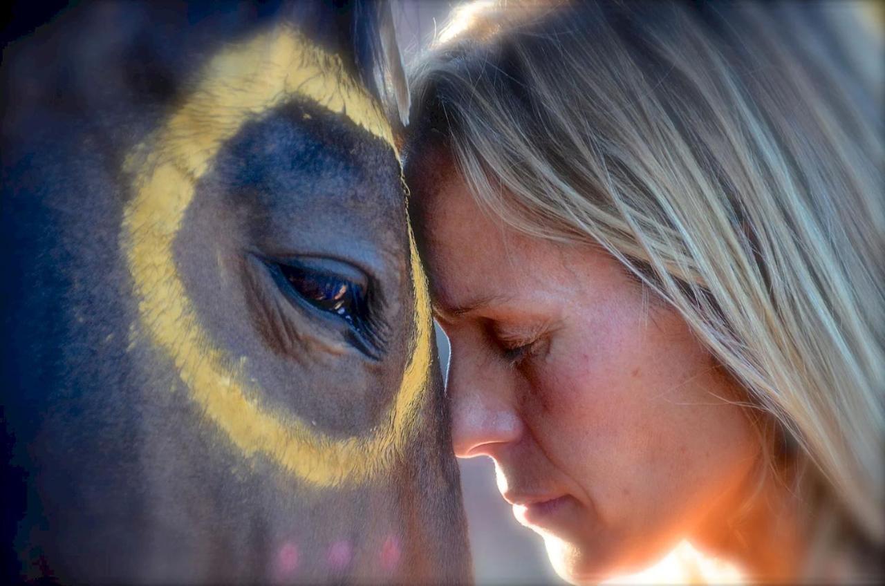 The Mountain Lion - Horses Sedona's Loved *
