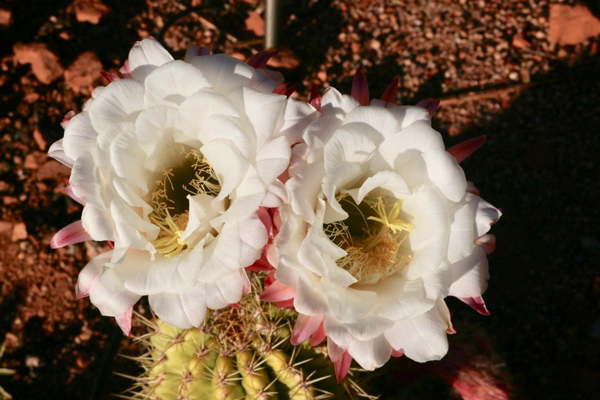 Cathedral Casita At Cathedral Hideaway Llc